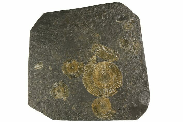 Dactylioceras Ammonite Cluster - Posidonia Shale, Germany #180356